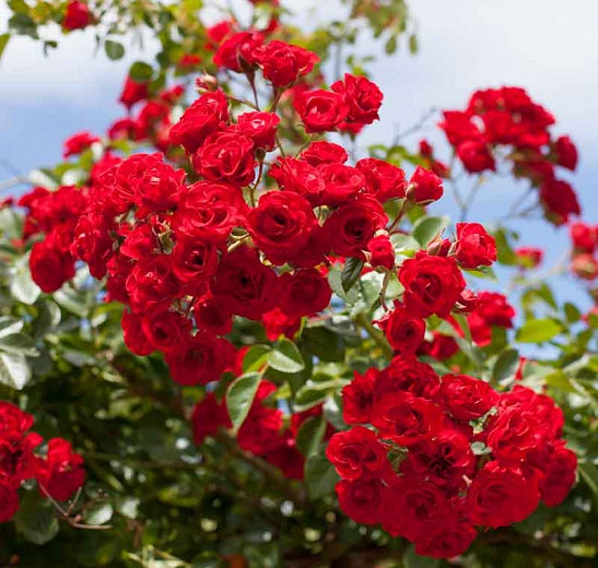 Rose 'Scarlet Meidiland', Rosa 'Scarlet Meidiland', Rosa'MEIkrotal', Rosa 'Scarlet Meillandécor', Shrub Roses, Landscape Roses, Rose bushes, Garden Roses, Red Roses, Red Flowers